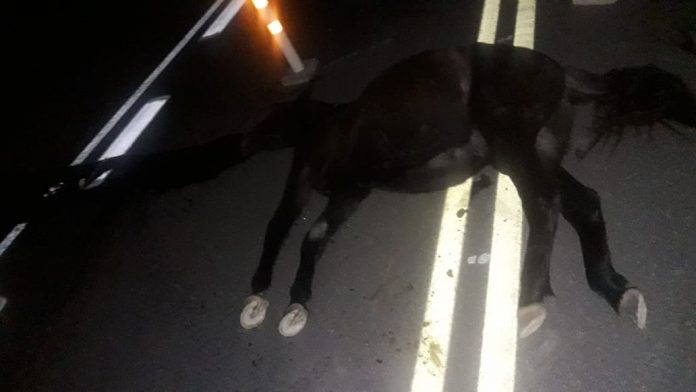 accidente caballo las jarillas 1