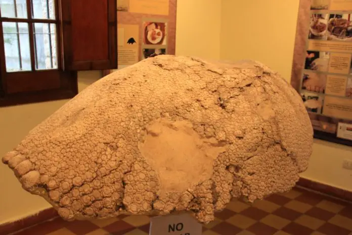 WhatsApp Image 2019-07-26 at 8.31.27 AM