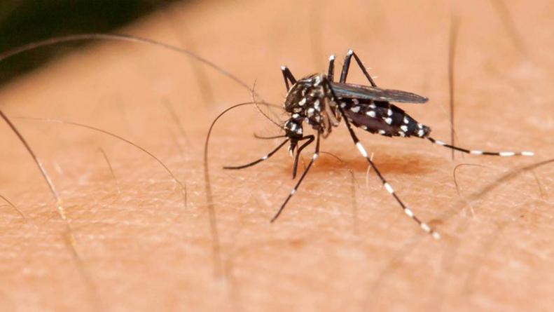 El Gobierno culpó a la gestión anterior por la invasión de mosquitos en AMBA
