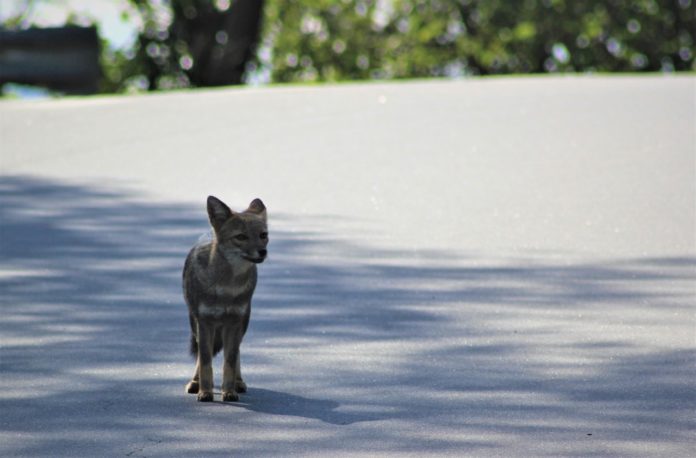 WhatsApp Image 2020-04-15 at 07.30.46