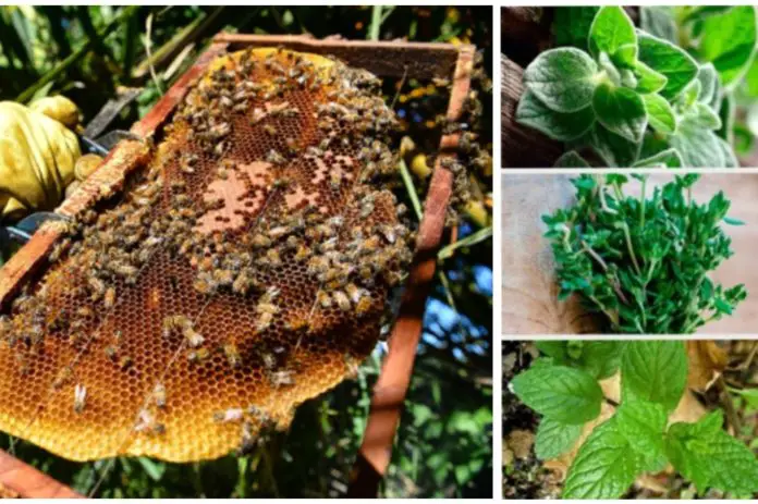 economías regionales