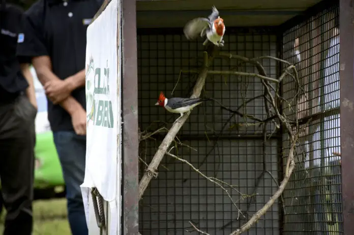 policía ambiental aves