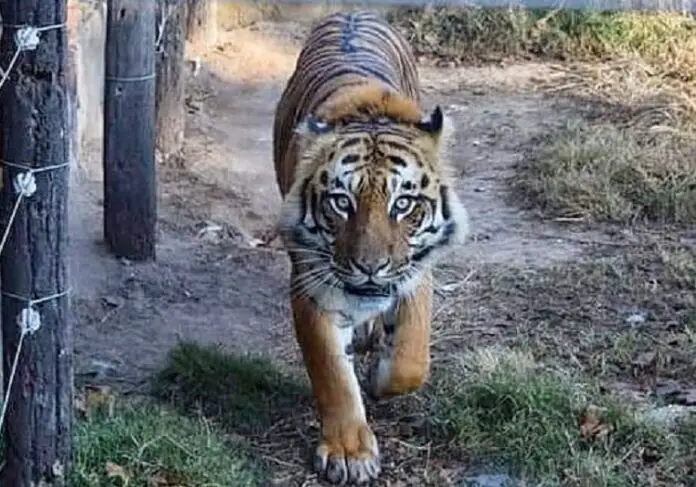 tigre de bengala