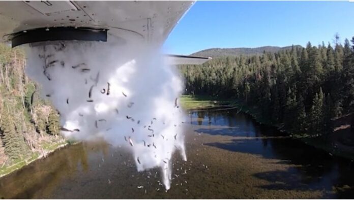 tapabardean-peces-768x435