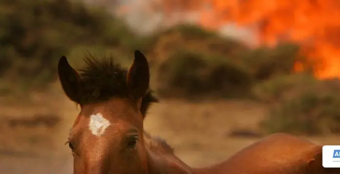 Caballo-en-incendio-web-1-780x400