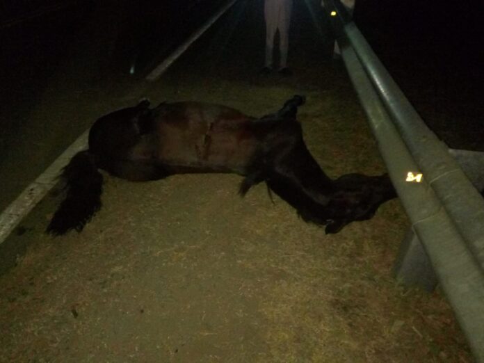 ++++++++++++++++++++++++++++++++caballo auto