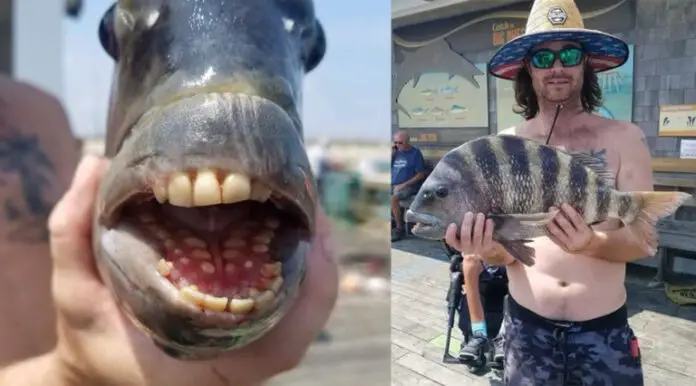 pez-con-dientes-768x426