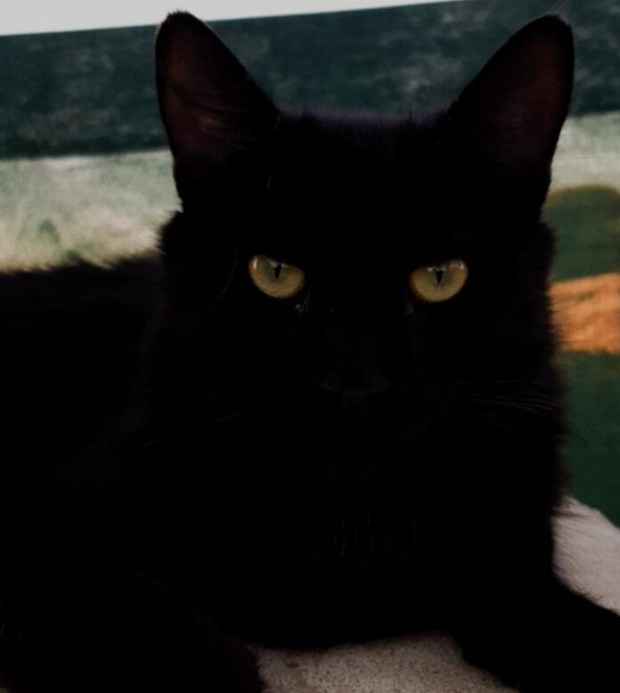 gato negro2