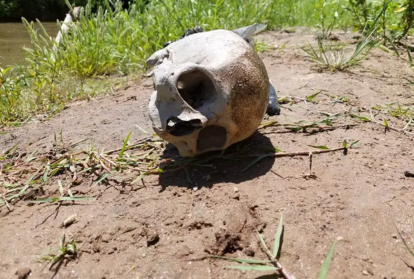 craneo_humano_villa_maria