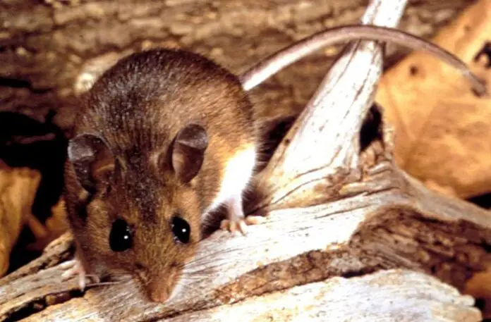 hantavirus