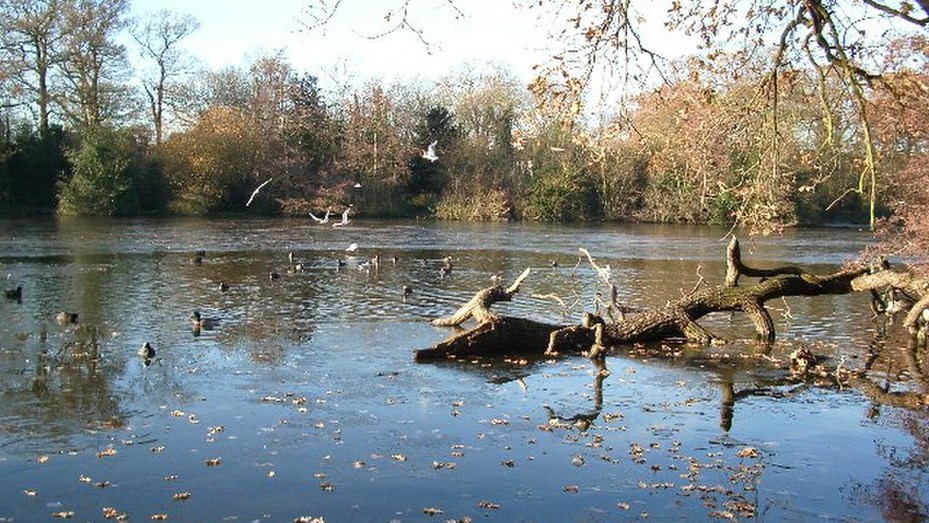 Las cianobacterias produjeron la muerte de varios perros en un lago de Londres