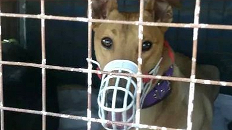 Rescataron 77 perros y demoraron a 150 personas por participar de carreras en Santa Fe