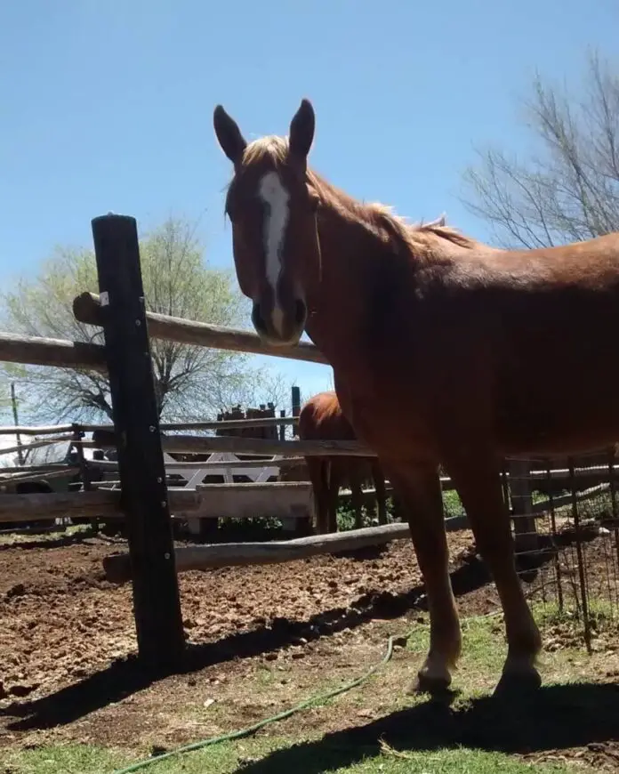 Caballo imagen ilustrativa