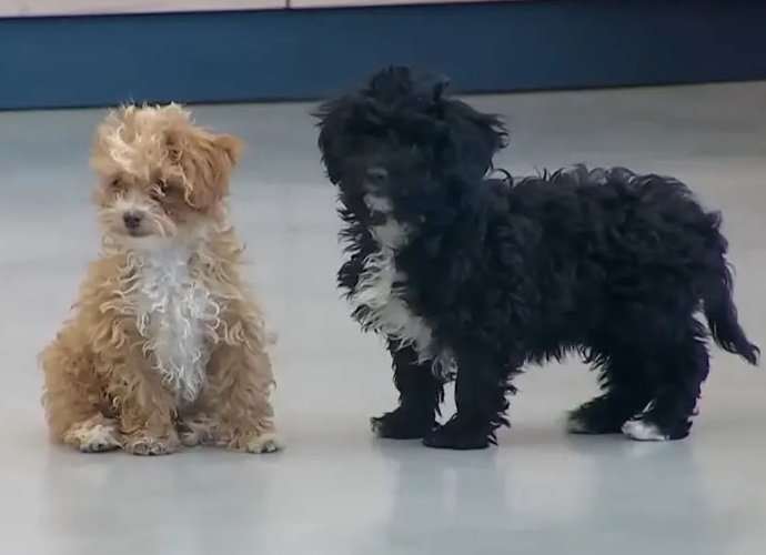 El caso Mora y Caramelo: Un veterinario diplomado en conducta animal da su opinión sobre los perritos del GH