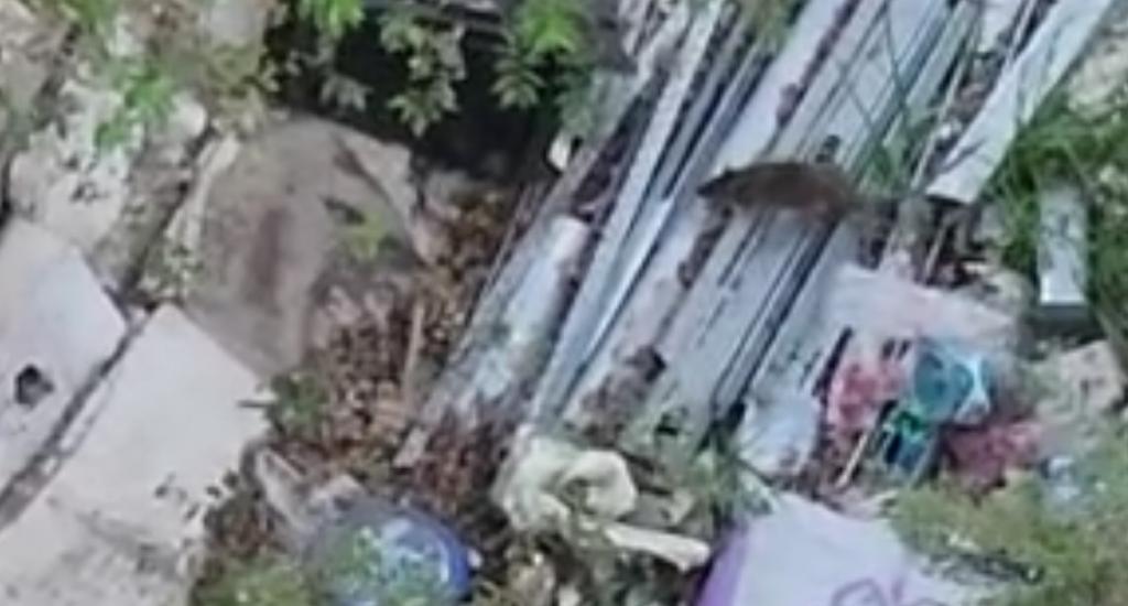 Reclaman por un terreno abandonado y lleno de ratas en el centro de Carlos Paz – VIDEO