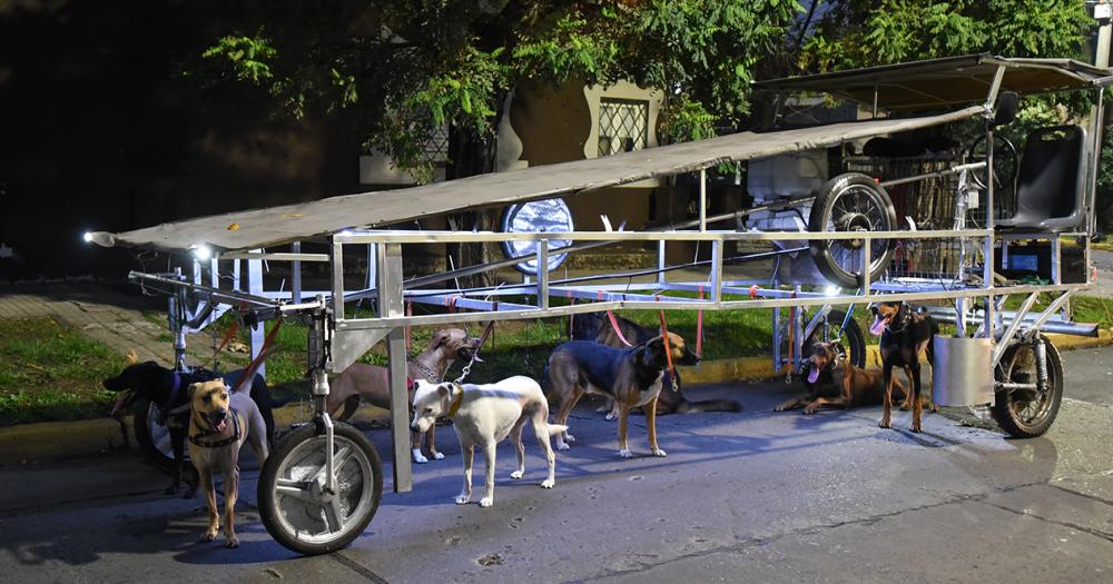 Invento Argentino: La Nave Correcaninos, la idea genial de un paseador de perros
