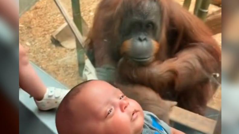 Un pedido de amor de un orangután se volvió viral