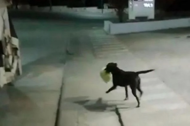El mejor recolector de La Falda:”Bujía”, el perro que levanta bolsas de residuos y viaja en el camión 