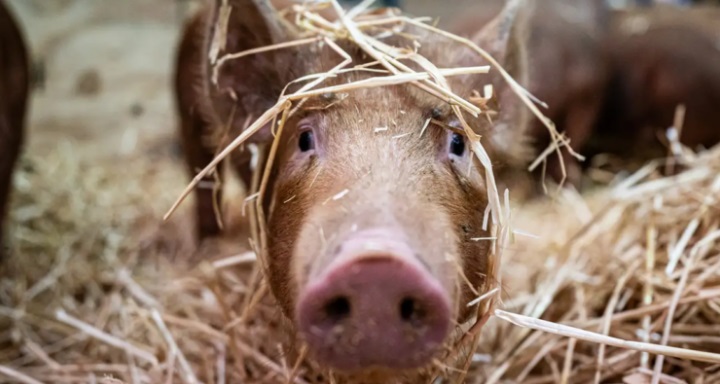 Logro científico: Nacen cerdos con órganos que pueden ser trasplantados a humanos