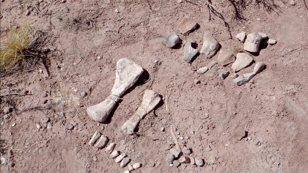 Kinder prehistórico: Encuentran una “guardería” de pequeños dinosaurios en Neuquén