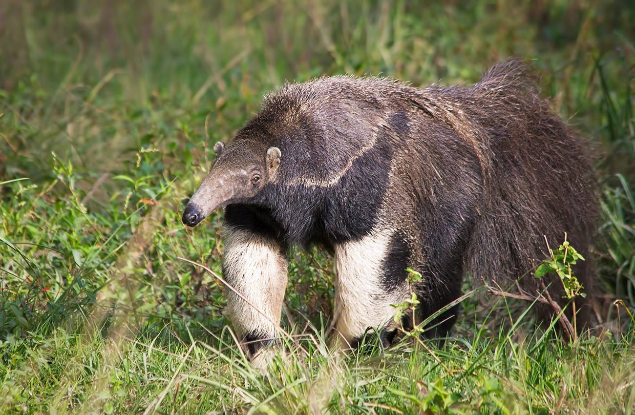 Sorpresa en la Región de Ansenuza por la aparición de un oso hormiguero