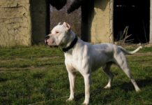 Insisten en legislar la reducción de la población de perros peligrosos en Córdoba