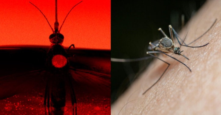 Bill Gates tiene una fábrica en Colombia que produce 30 millones de mosquitos a la semana: ¿Cuál es el objetivo?