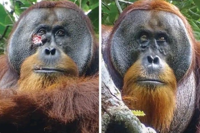 Captan a un orangután curándose su propia herida, fabricando un ungüento con una planta