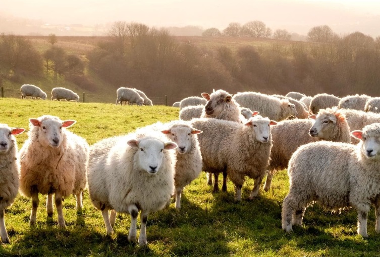Francia: Inscriben a cuatro ovejas en un colegio para evitar el cierre de un aula