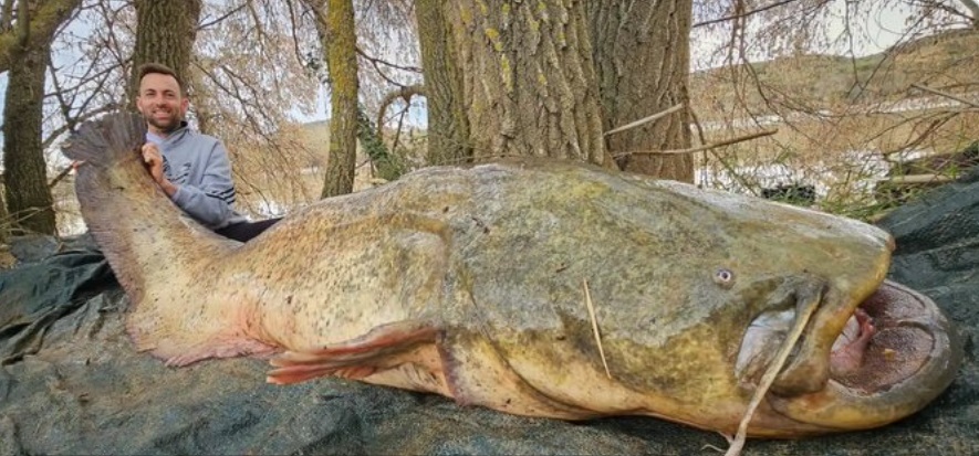 Capturó un pez de 85 kilos y más de dos metros: lo devolvió al río