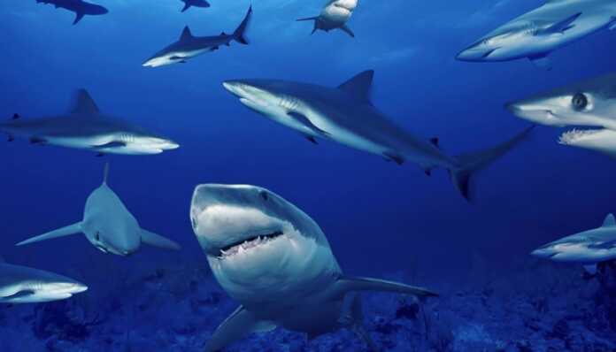 tiburones