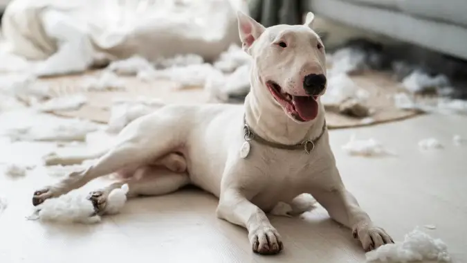 bull terrier