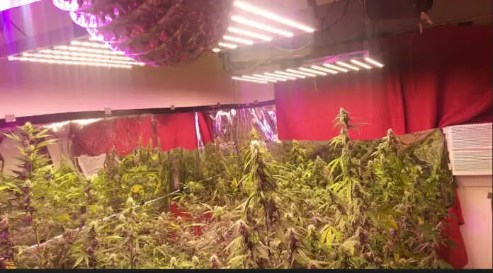 Plantas de marihuana fotos de Policia