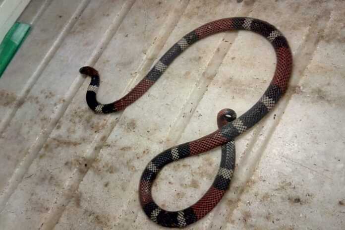 Coral-Micrurus-phyrrhocryptus-990x660-1