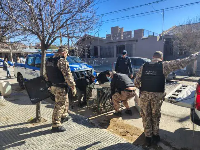 criadero clandestino (1)