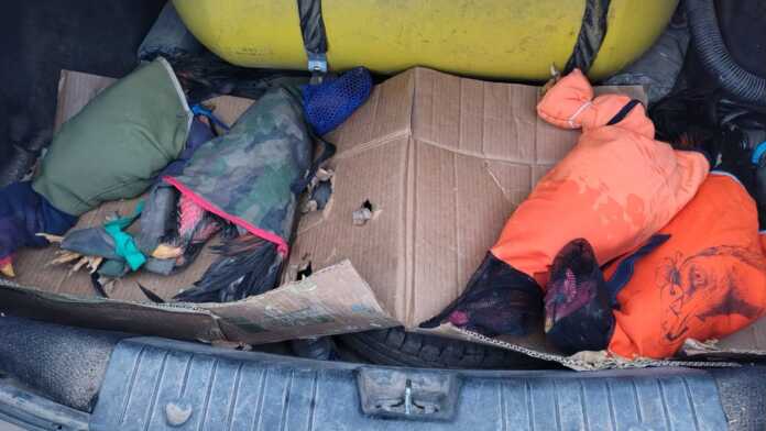 Córdoba gallos y aves (4) (1)