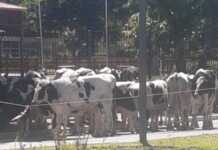 Insólita estampida: Un camión volcó y el ganado huyó descontrolado en Villa Giardino