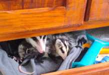 Rescataron a una comadreja y a sus cuatro crías que se habían refugiado en un armario de una casa de Córdoba