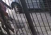 Un dogo atacó a una nena de 10 años en Carlos Paz y todo quedó grabado, el dueño pidió disculpas