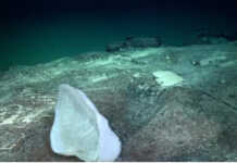 Regresa la tercera y última parte del streaming del Conicet bajo el mar Argentino