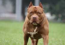 Grave ataque de un pitbull a un bebé de 1 año: está internado en el Hospital de Niños