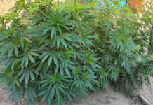 Megaoperativo en Córdoba: Siete detenidos, secuestro de drogas y plantas de marihuana