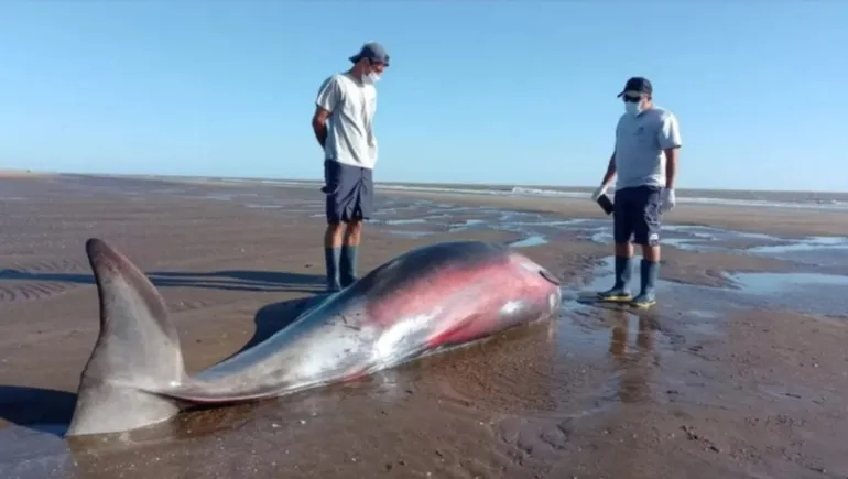 Qué es un Zifio, el cetáceo que apareció en la costa de San Clemente del Tuyú