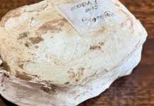 Científicos de la UNC investigarán el primer fósil de un vertebrado del Mesozoico hallado en Córdoba