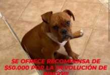 Escándalo en Traslasierra: Una intendenta denunció a una vecina por el supuesto robo de su perro y el caso terminó en la Justicia