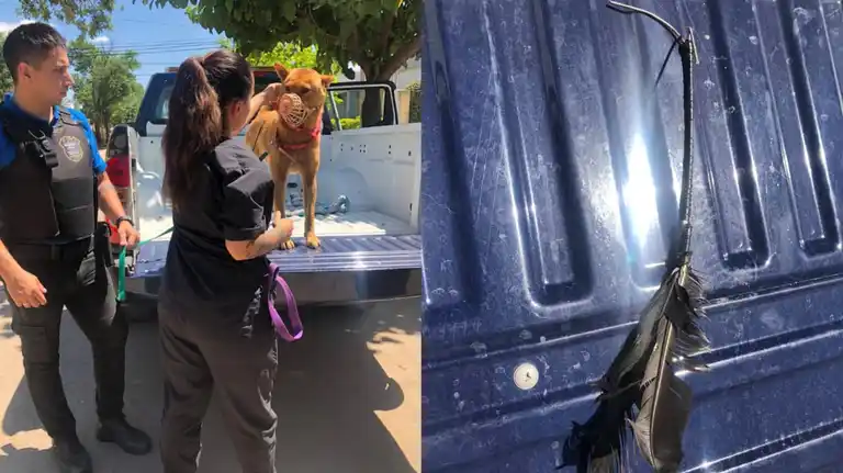 San Francisco: Hirieron a un perro con una flecha y fue asistido por agentes municipales