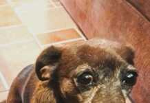 Fiestas: advierten que sedar a las mascotas puede ser más peligroso que el ruido