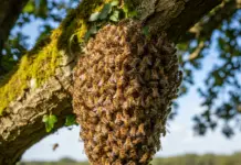 Un enjambre atacó a una familia de Bialet Massé que tuvo que ser hospitalizada