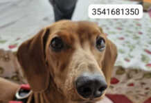 Indignación y búsqueda en Sol y Río: Robaron a un perro salchicha y todo quedó filmado