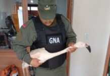 Tenía un flamenco en su casa: rescataron un ave silvestre en cautiverio en James Craik